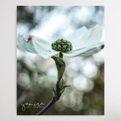 kwiaty,natura,obraz,fotografia,kwiat,magnolie - Obrazy - Wyposażenie wnętrz