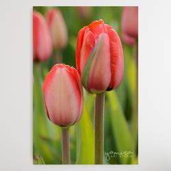 tulipan,tulipany,kwiaty,kwiat,natura,dekoracja - Ilustracje, rysunki, fotografia - Wyposażenie wnętrz