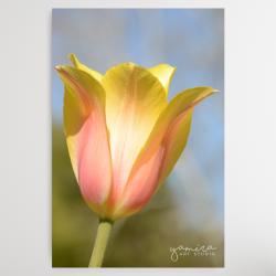 kwiaty,kwiat,natura,obraz,tulipan,tulipany - Obrazy - Wyposażenie wnętrz