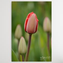 tulipan,kwiaty,obraz,fotografia,kwiaty,prezent - Ilustracje, rysunki, fotografia - Wyposażenie wnętrz