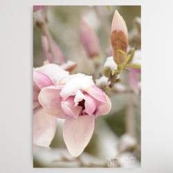 magnolia,kwiaty,obraz,fotografia,kwiat,magnolie - Obrazy - Wyposażenie wnętrz