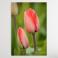Ilustracje, rysunki, fotografia tulipan,tulipany,kwiaty,kwiat,obraz,fotografia,