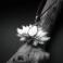 Wisiory kwiat lotosu,wisiorek,lotos,srebrna biżuteria,