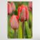 Ilustracje, rysunki, fotografia tulipan,tulipany,kwiaty,kwiat,natura,dekoracja