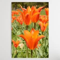 tulipany,kwiaty,natura,dekoracja,prezent,kwiat - Ilustracje, rysunki, fotografia - Wyposażenie wnętrz