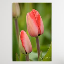 tulipan,tulipany,kwiaty,kwiat,obraz,fotografia, - Ilustracje, rysunki, fotografia - Wyposażenie wnętrz