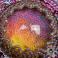 Wisiory mandala,okrągły różowy medalion,misterny