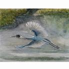 Obrazy żuraw w locie,obraz,Akwarela malowana