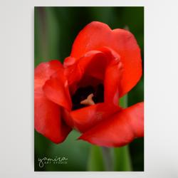 tulipan,tulipany,kwiaty,natura,prezent - Ilustracje, rysunki, fotografia - Wyposażenie wnętrz
